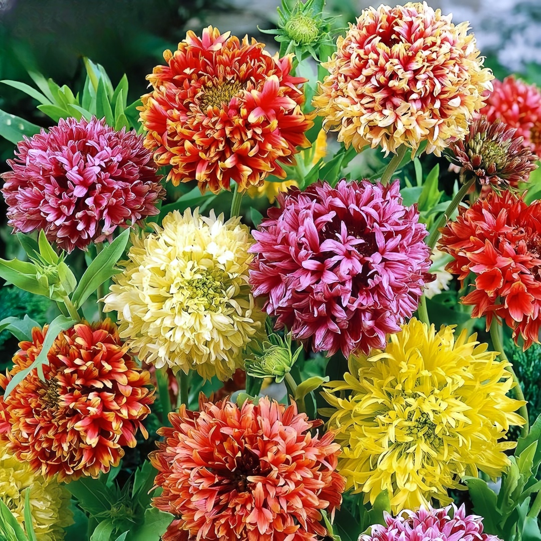 Gaillardia (Blanket Flower) Seeds – Gaillardia pulchella 🌼