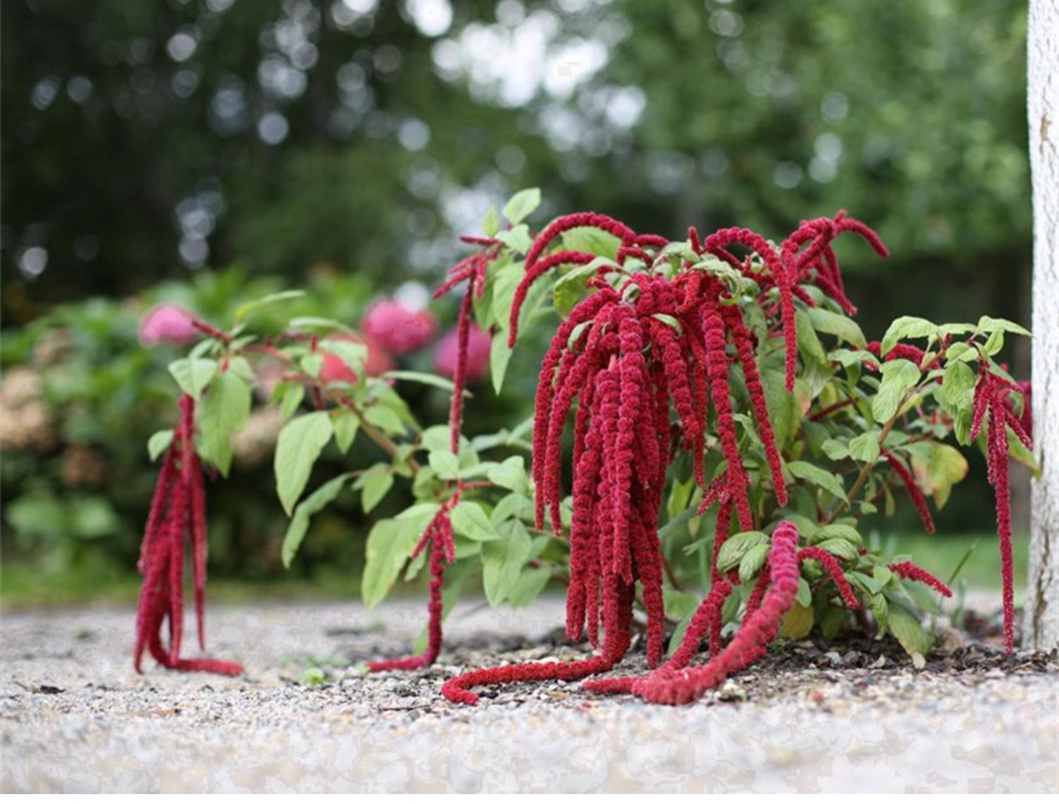 🌿 Amaranthus Caudatus Seeds – The Stunning & Nutritious Love-Lies-Bleeding! 🌾