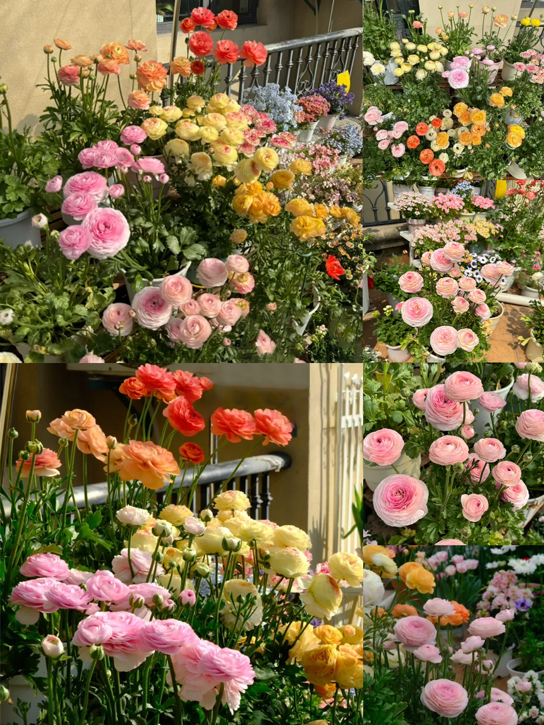 🌷 The most beautiful flower in the garden - buttercups