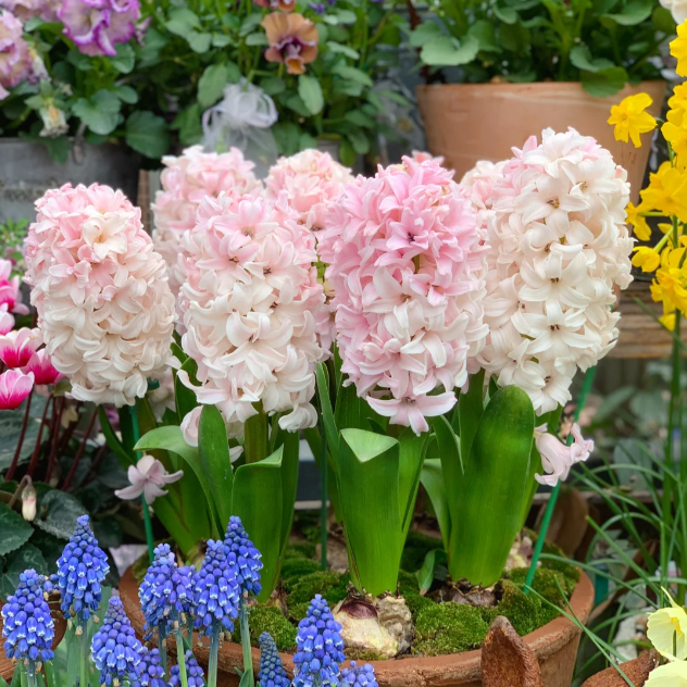 💐Hyacinth—Pure Happiness