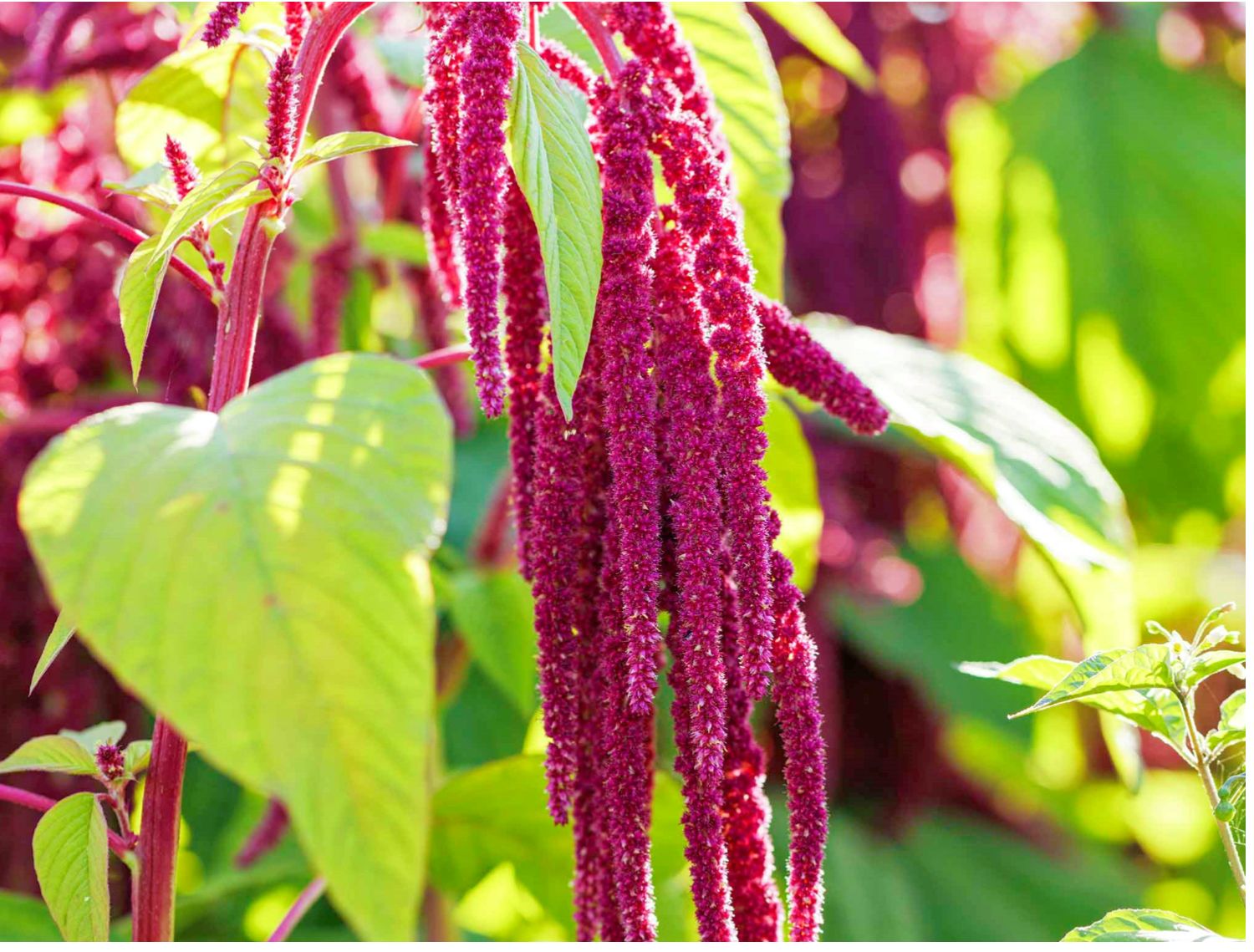 🌿 Amaranthus Caudatus Seeds – The Stunning & Nutritious Love-Lies-Bleeding! 🌾
