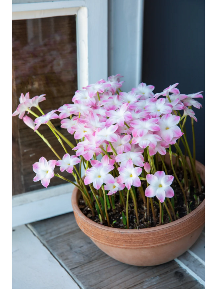 💧 Blooms After Rain – 🌼 Rain Lily Bulbs
