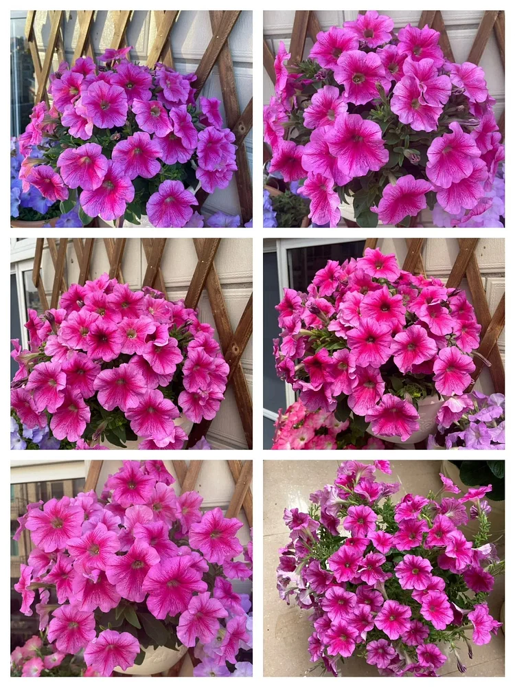 🌼 Petunia Seeds｜60-Day Flower Waterfall｜Perfect for Beginners