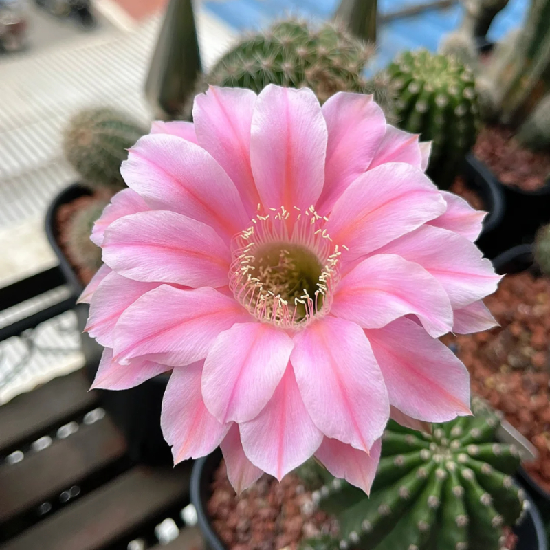 Easy care🌵🌸Flowering Cactus Seeds