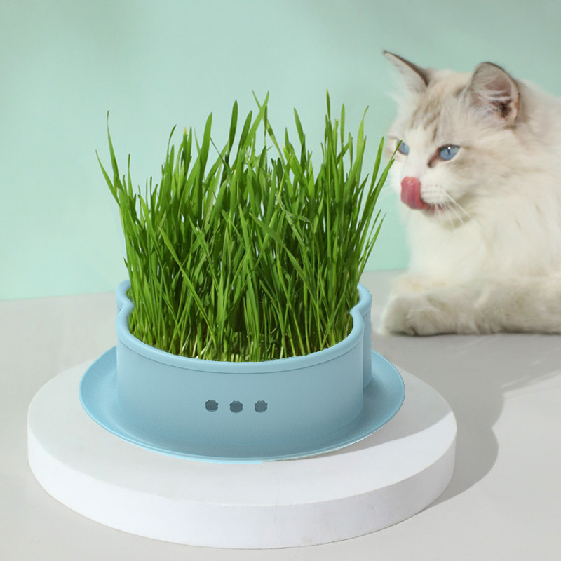 🔥Limited Time Special Offer 😻Soilless Cat Grass Seeds