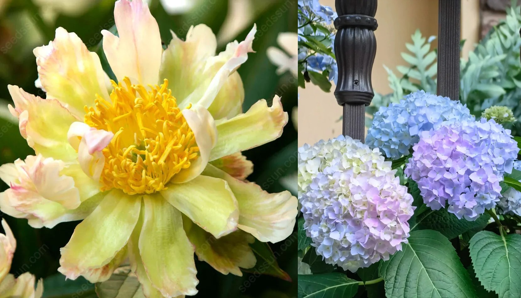 🌸 Peony Bulbs – Elegance in Every Bloom 🌸