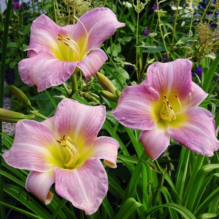 ORANGE DAYLILY HYBRID FLOWERS SEED