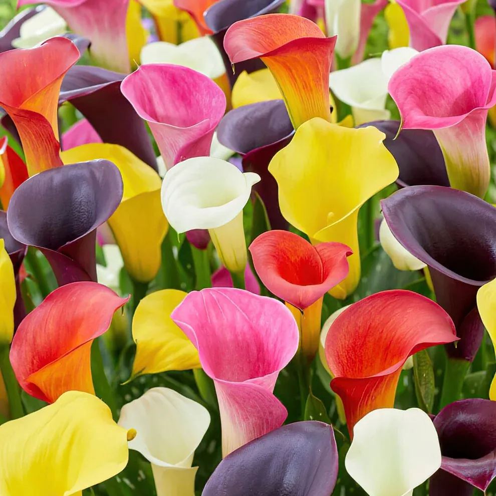 🌈Calla Lily Bulbs🔥Elegant Beauty for Your Garden