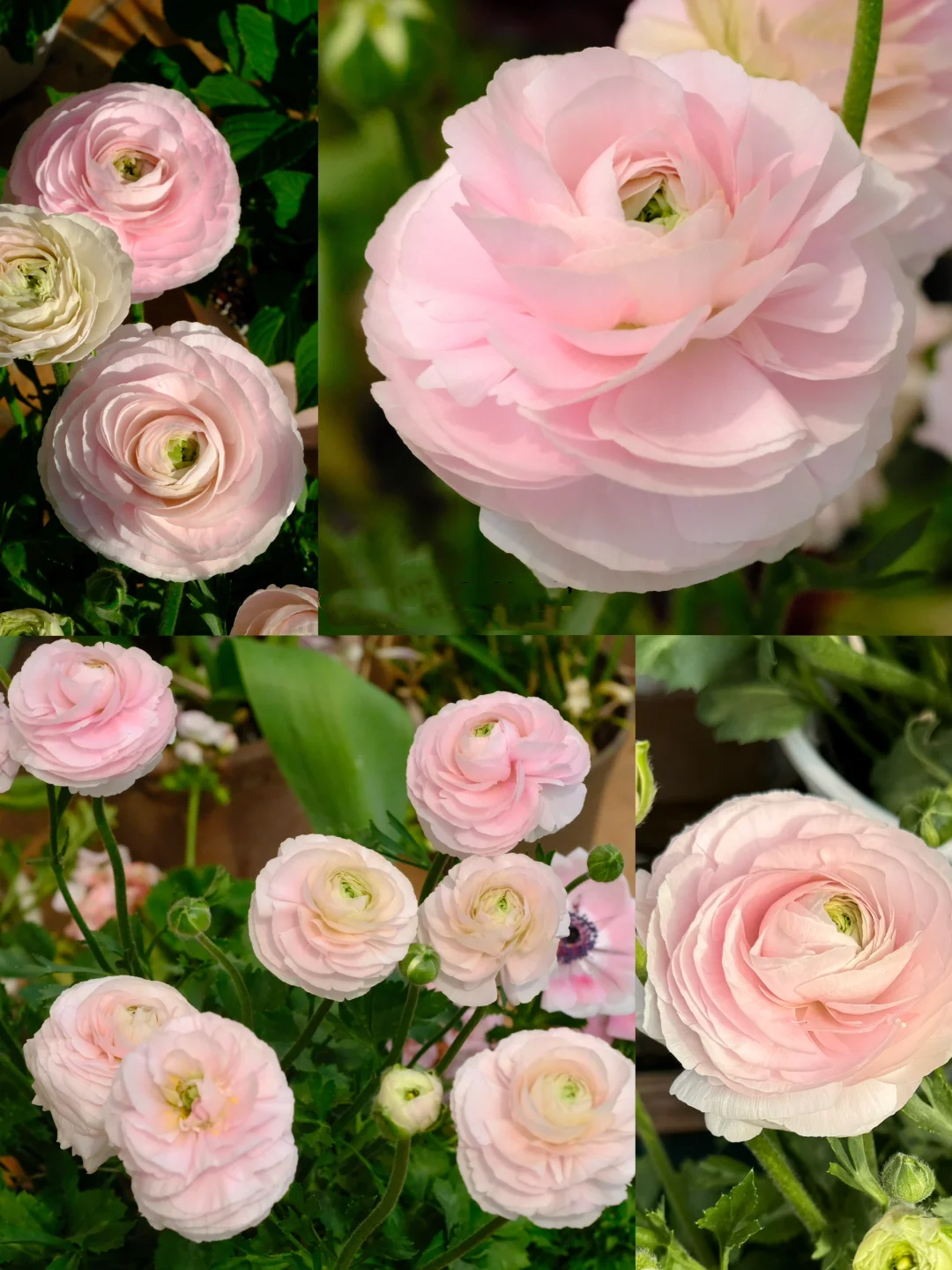 🌷 The most beautiful flower in the garden - buttercups