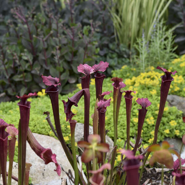 Carnivorous Plants Seeds