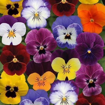 Mixed Color Pansy (Viola tricolor) Seeds 🌸