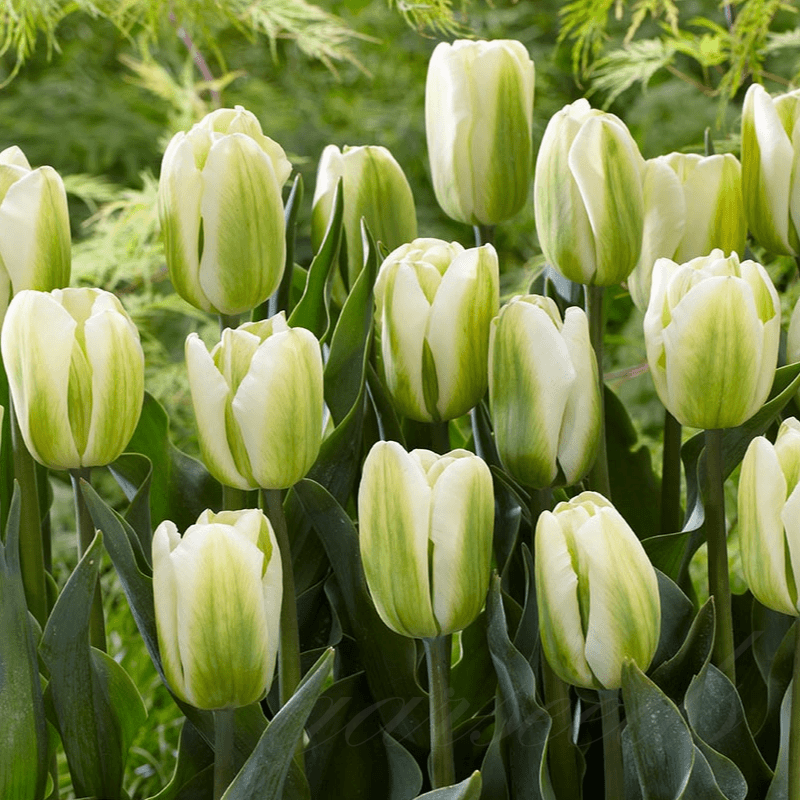  Tulip Bulbs 🌷 - Brighten Your Garden with Stunning Spring Blooms 🌸