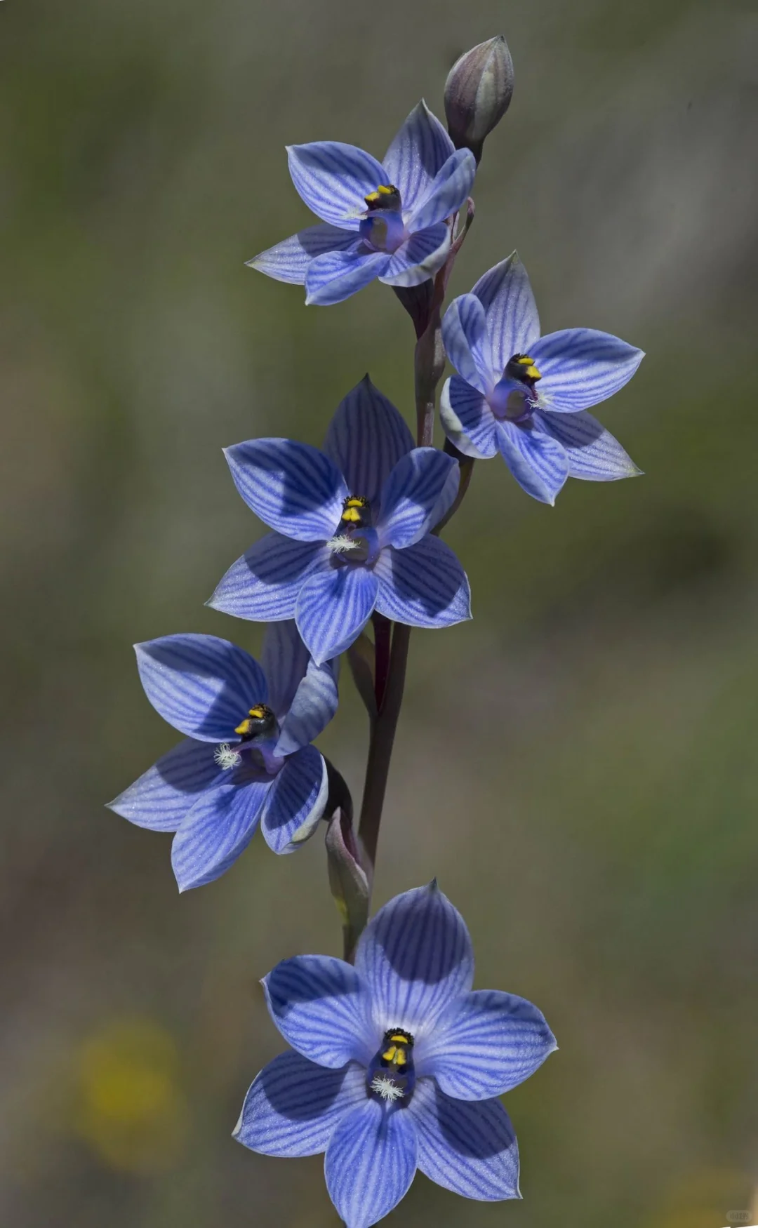 The Enigmatic Bluebell Sun Orchid (Thelymitra ixioides) – Rare Seeds Now Available!