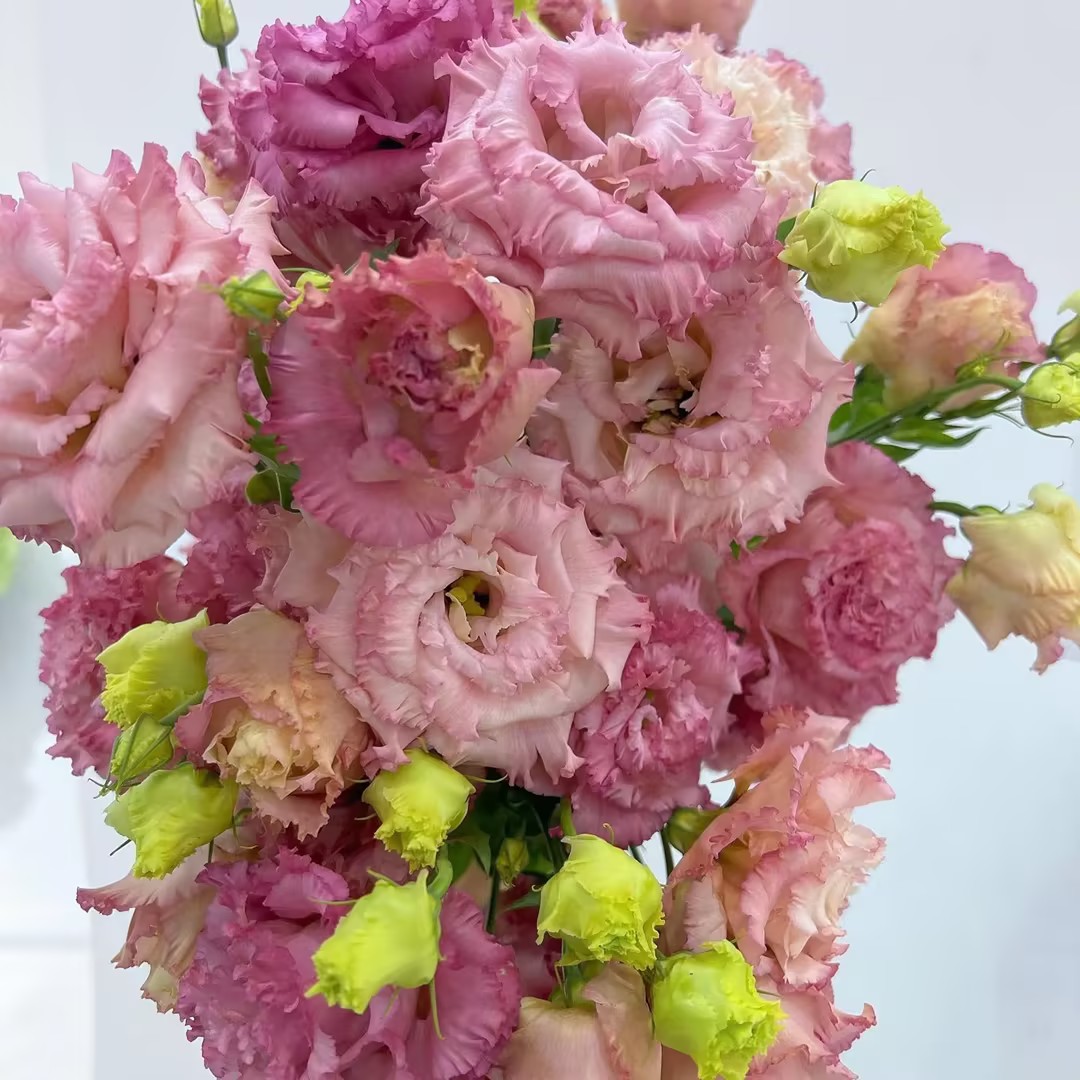 🌷Lisianthus Seeds 🌈Year-Round Double Blooms🌟