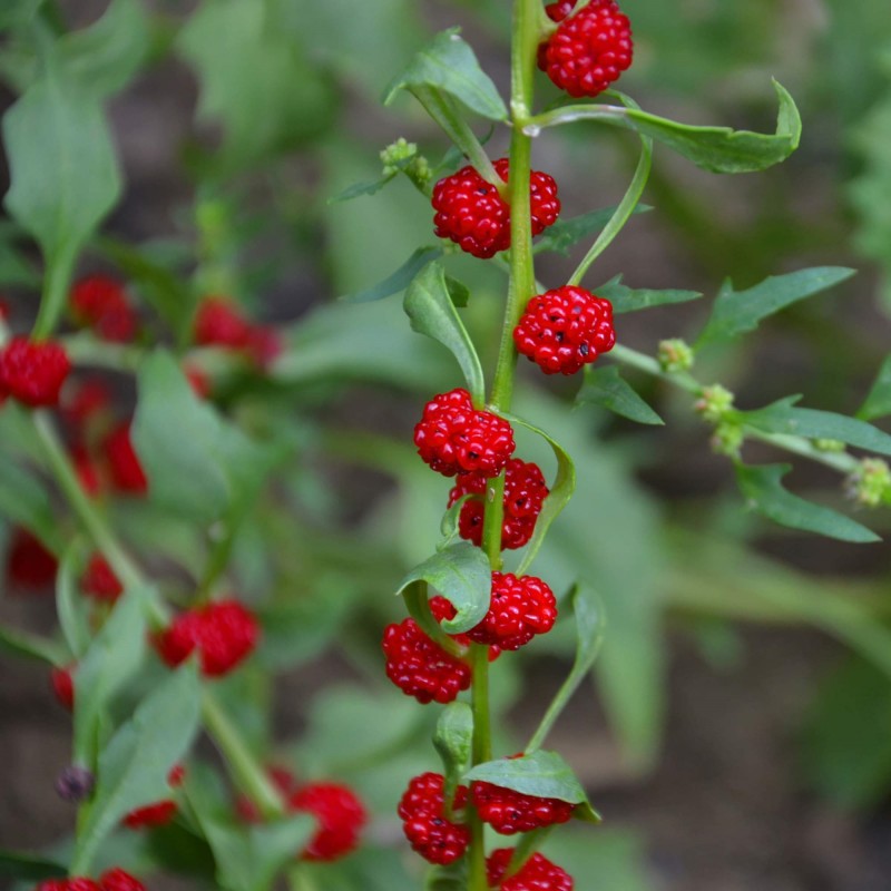 🍓 Strawberry Blite Seeds – Chenopodium capitatum 🍃