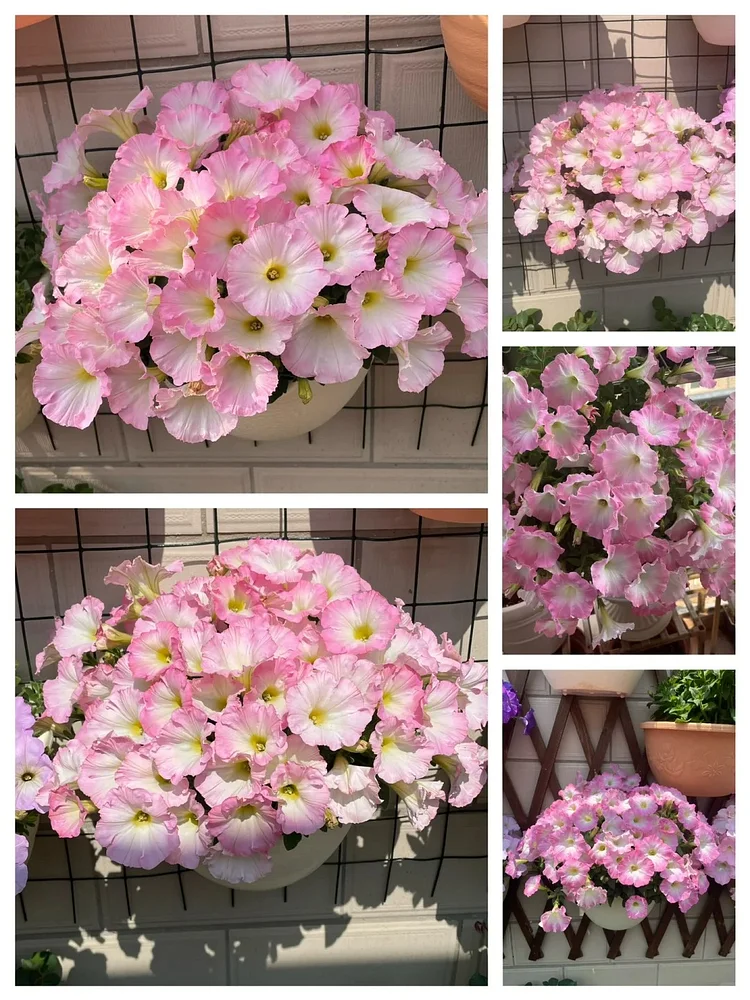 🌼 Petunia Seeds｜60-Day Flower Waterfall｜Perfect for Beginners