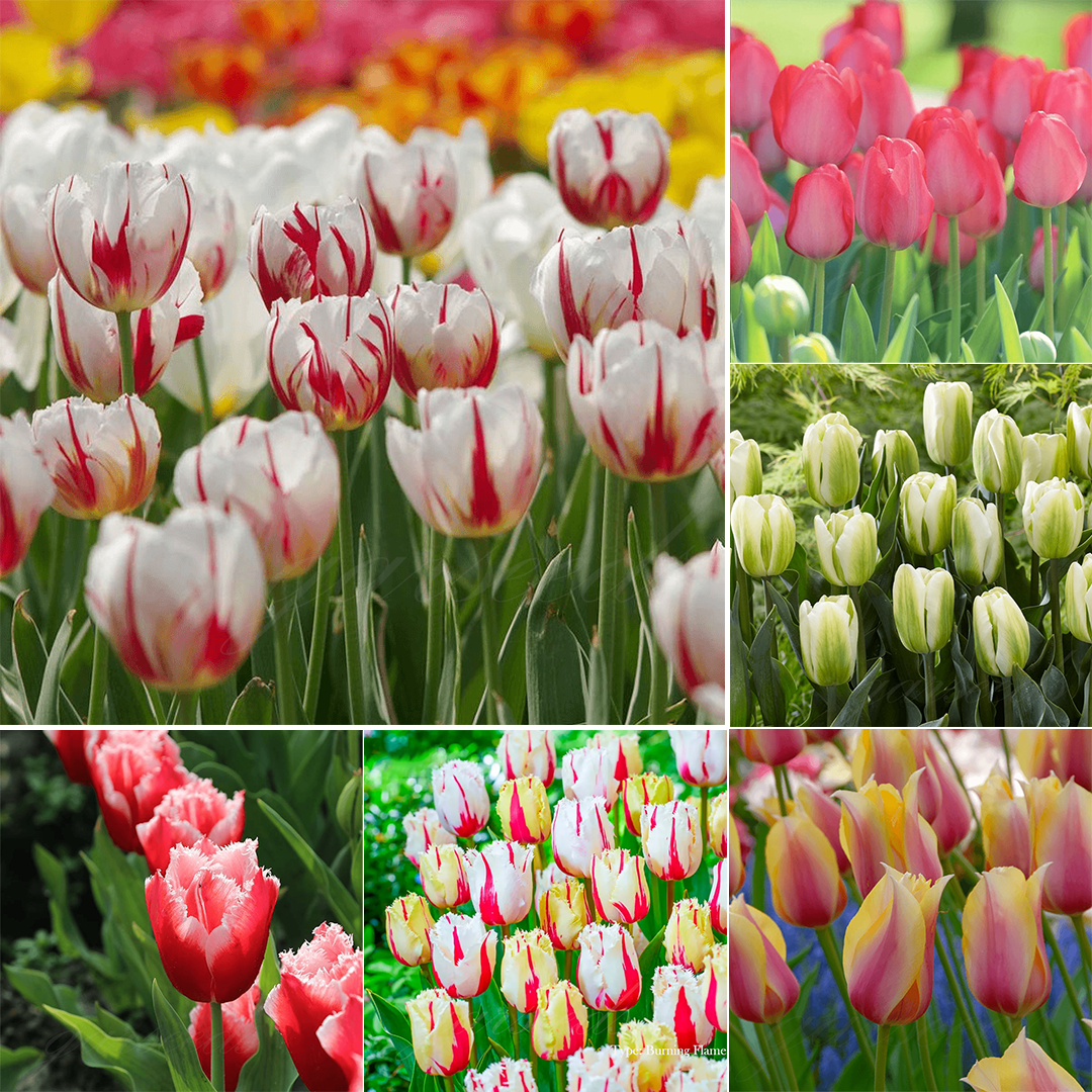  Tulip Bulbs 🌷 - Brighten Your Garden with Stunning Spring Blooms 🌸