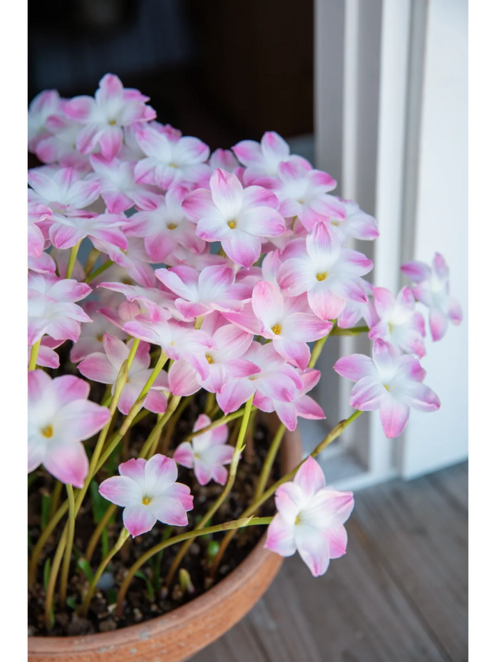 💧 Blooms After Rain – 🌼 Rain Lily Bulbs