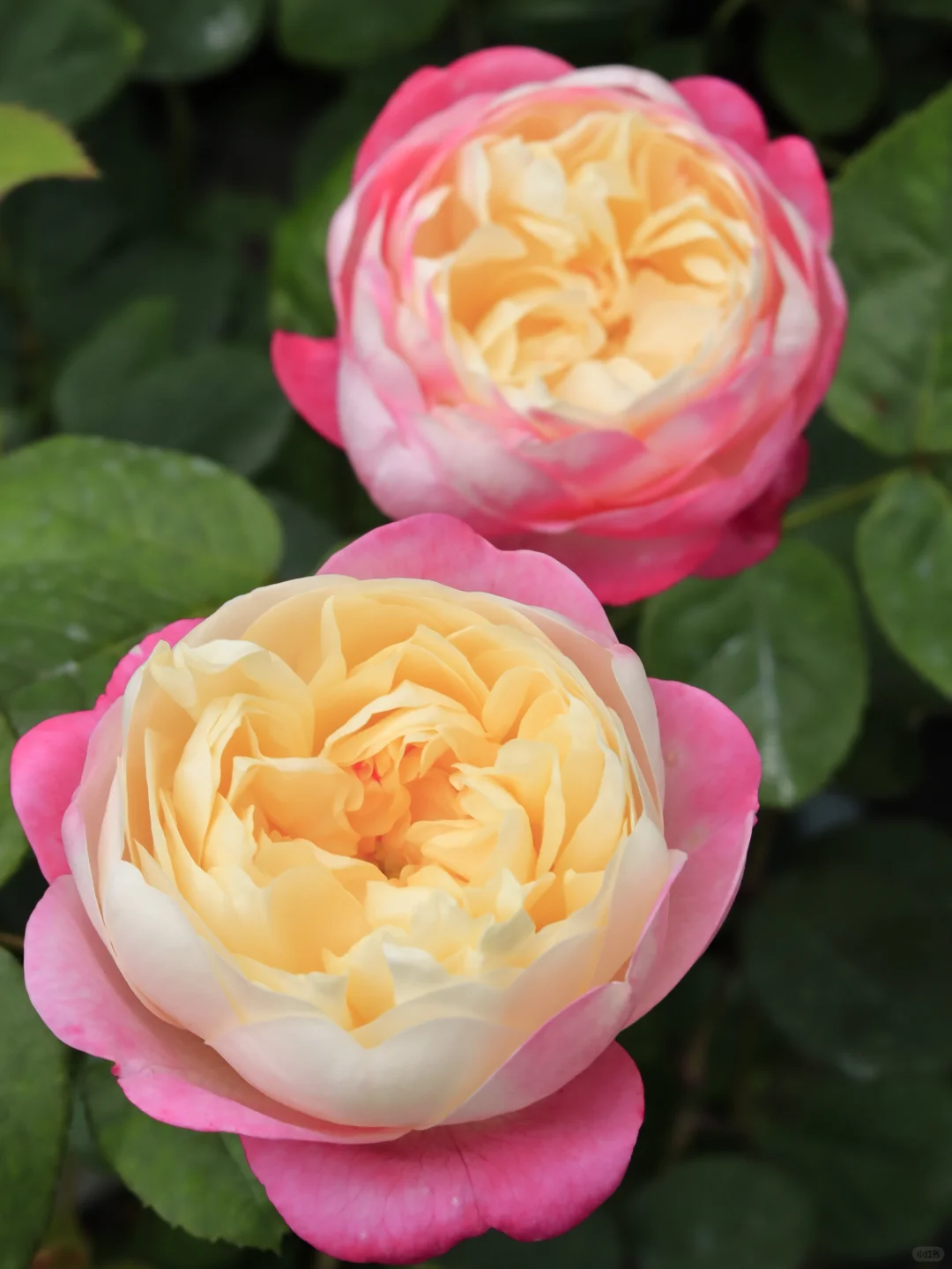 🌈 simply a dreamy love flower 🌷 and chambered moonflower