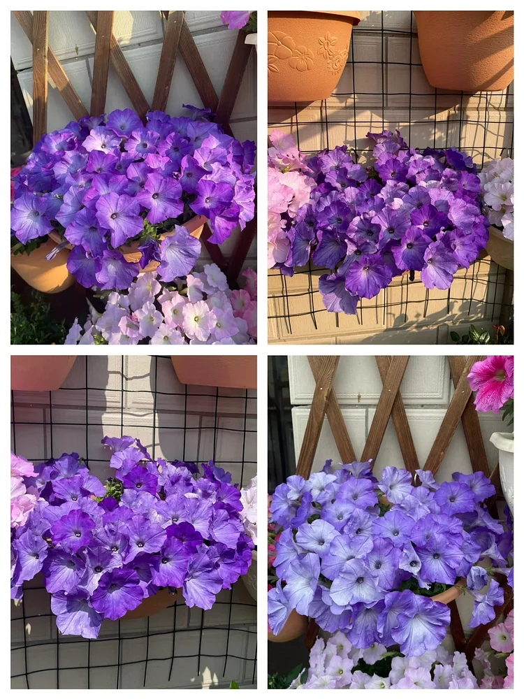 🌼 Petunia Seeds｜60-Day Flower Waterfall｜Perfect for Beginners