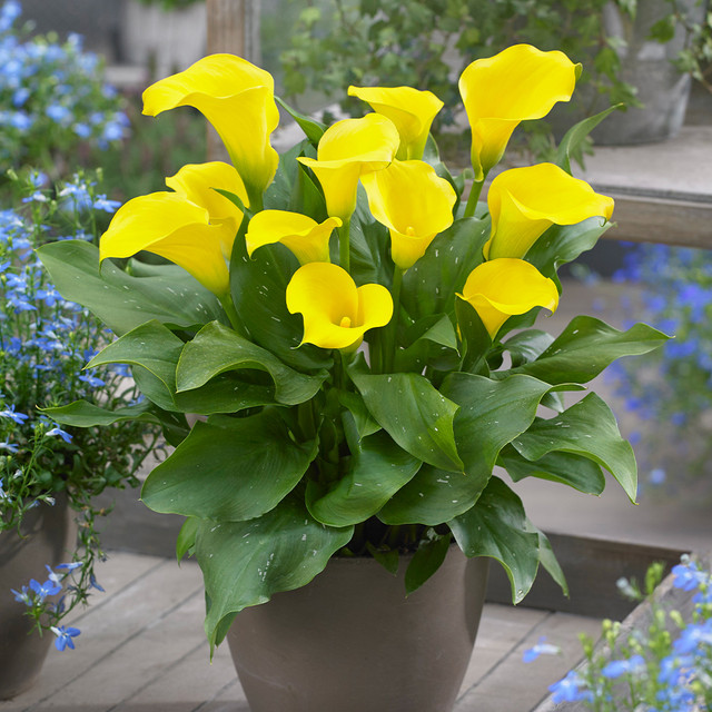 🌈Calla Lily Bulbs🔥Elegant Beauty for Your Garden