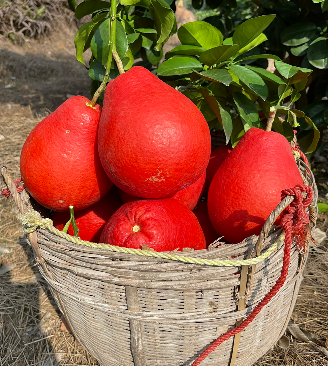 Perfume Red Pomelos Seeds