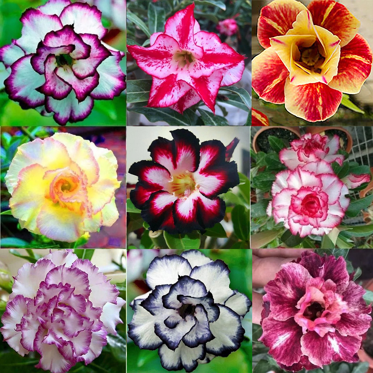 🎁Super easy care! 🌵Desert Rose Bulbs🌸 Adenium Obesum Bulbs