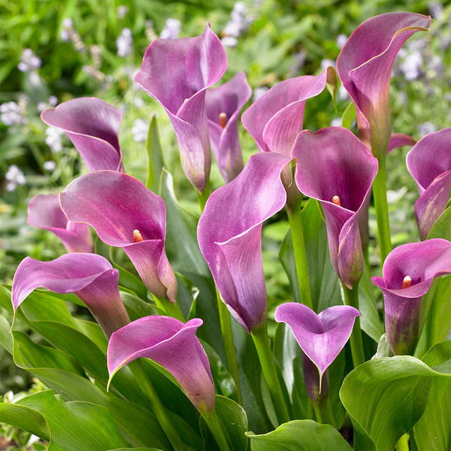 🌈Calla Lily Bulbs🔥Elegant Beauty for Your Garden