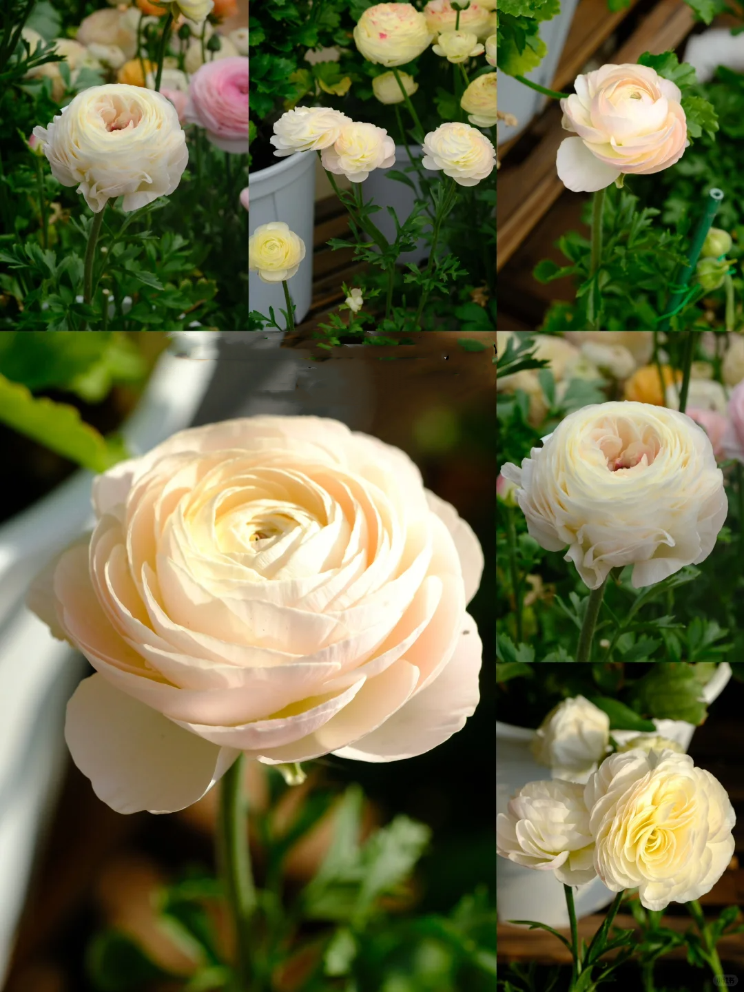 🌷 The most beautiful flower in the garden - buttercups