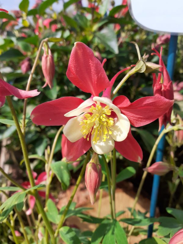 Aquilegia ��Crimson Star��