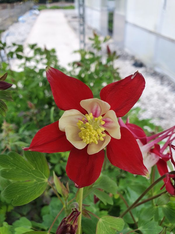 Aquilegia ��Crimson Star��