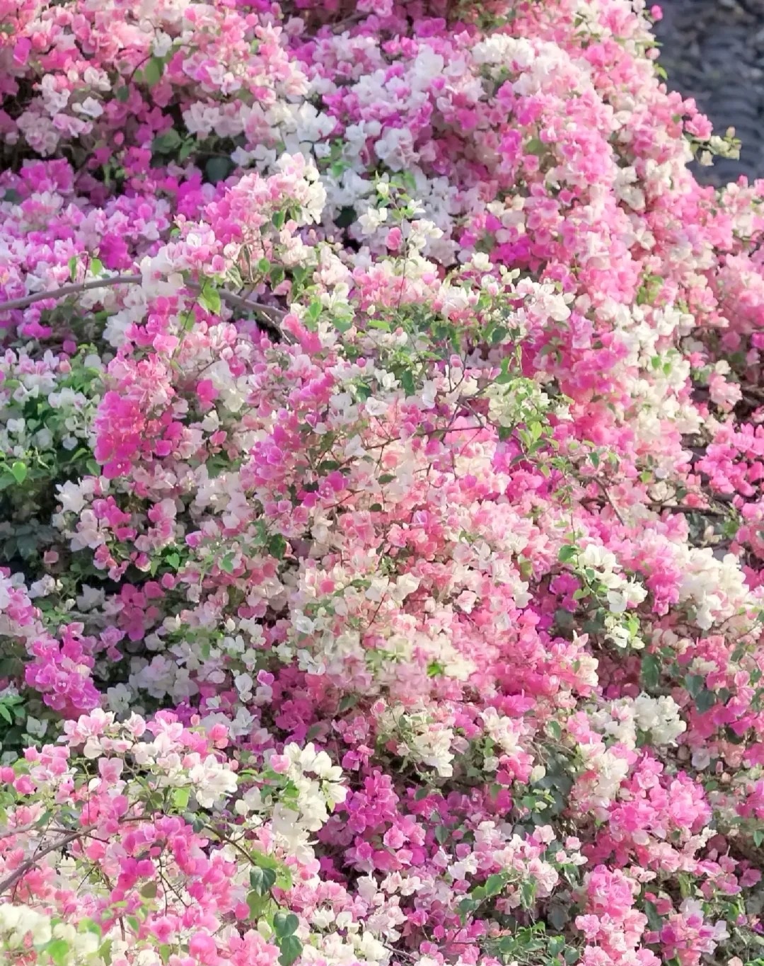 Bougainvillea Seeds: Grow Your Own Tropical Fireworks! 🌱🔥