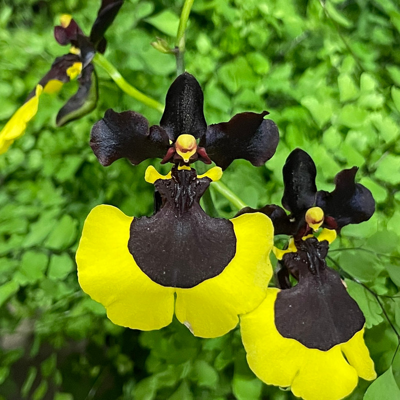 🌸💫Gomesa Jiaho Queen Orchid – A Stunning Hybrid of Beauty and Elegance