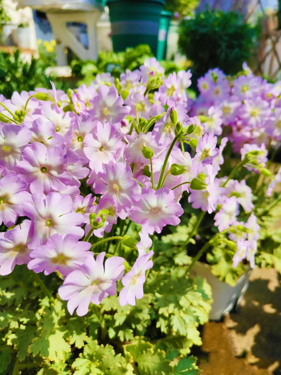 Rare Primula filchnerae-🌺lit. beauty reappears