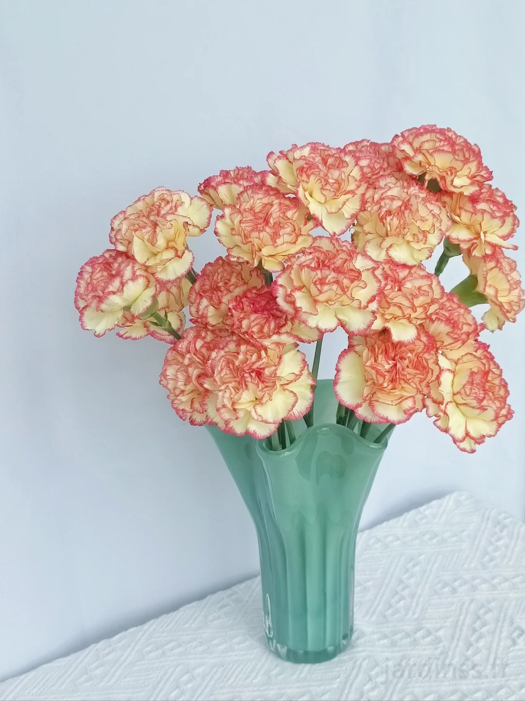 🎁50% de Réduction 🌸Graines D'œillet