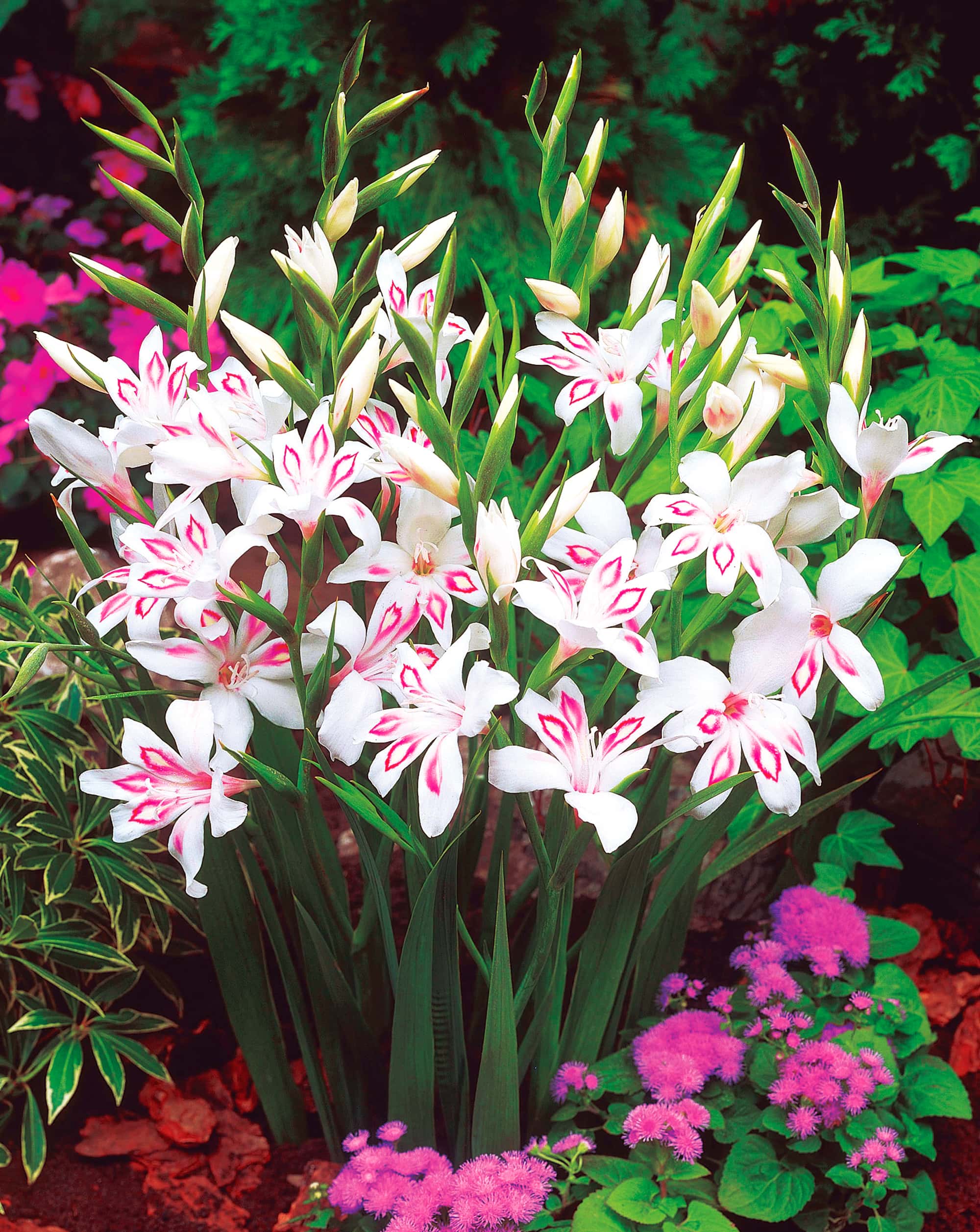 ✨✨Simpatiche piante in vaso da balcone-Gladiolo dell'artiglio del gatto🌸