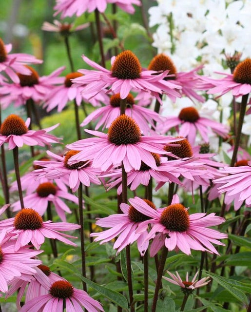 Coneflowers Echinacea purpurea