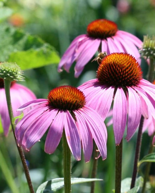Coneflowers Echinacea purpurea