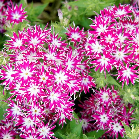 Popstar Rose with Eye Phlox Seeds Hybrid Garden Flowers