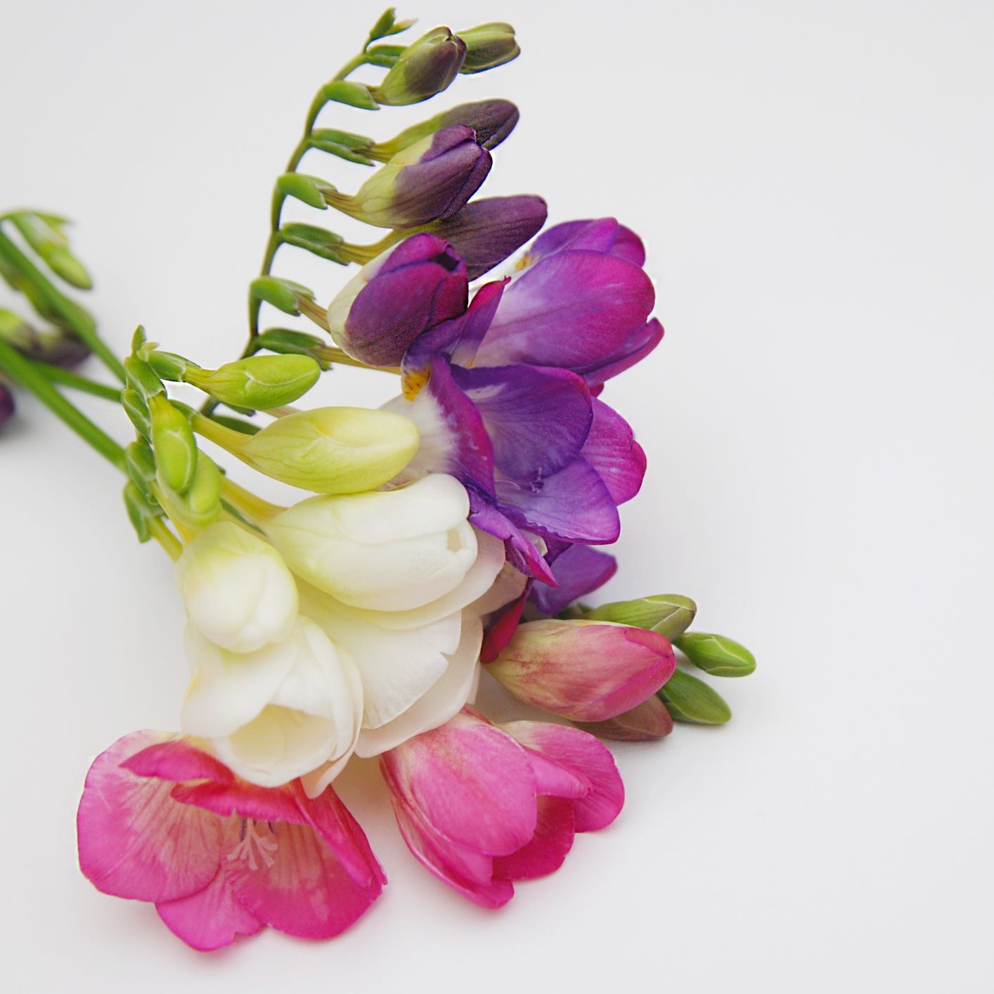 Freesia - Berries & Cream Collection