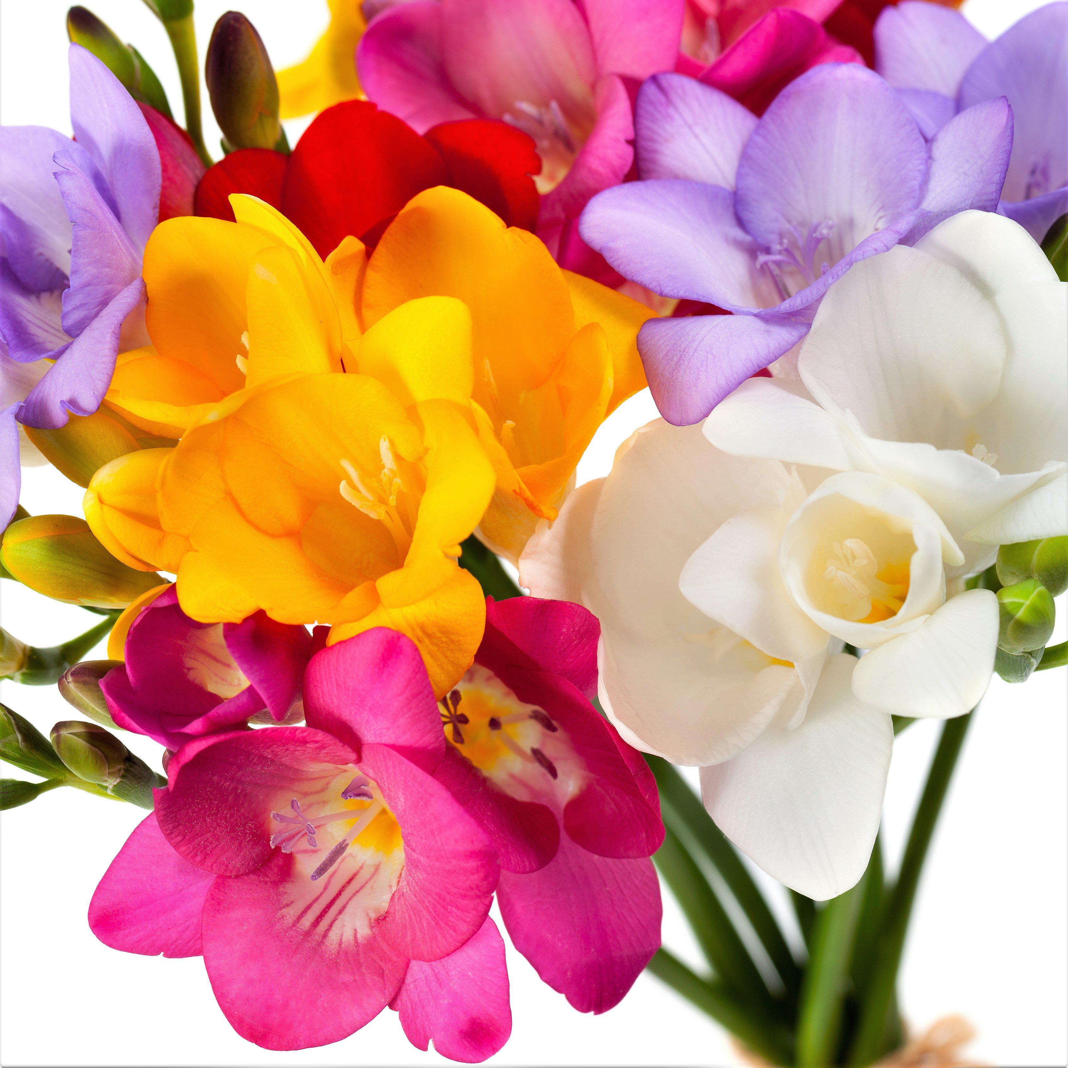 Freesia - Bountiful Bouquets Collection