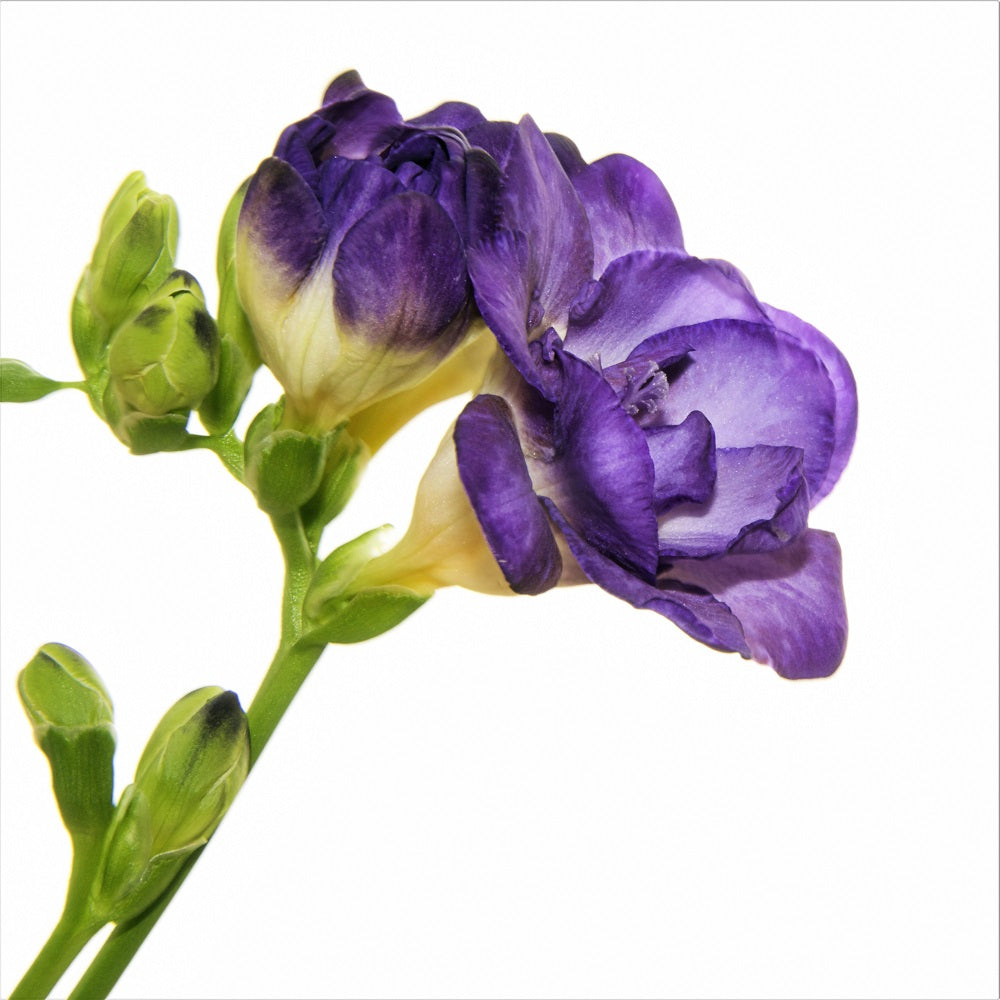 Freesia - Double Blue