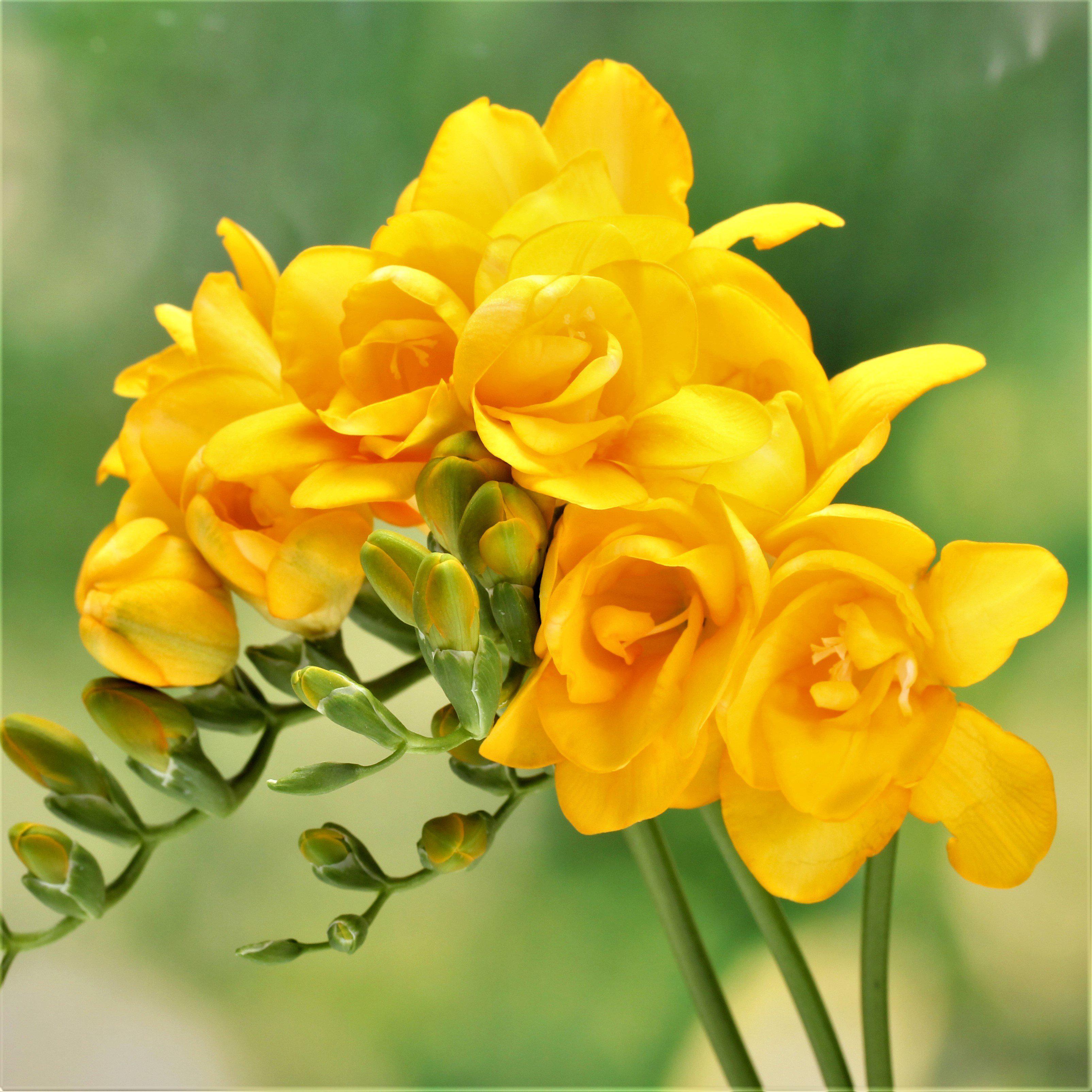 Freesia - Doubles Mix