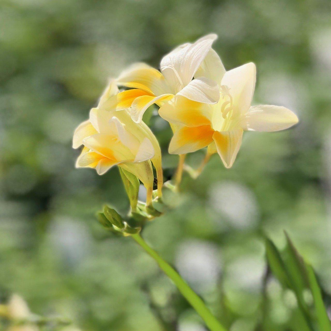 Freesia - Heirloom Antique Alba