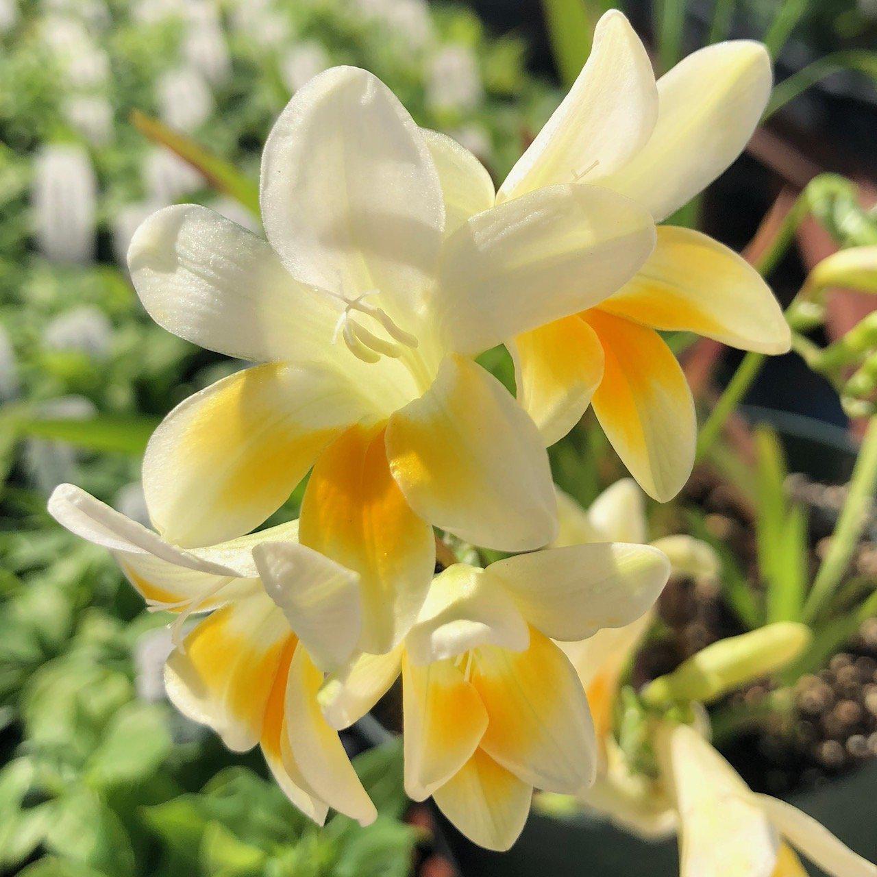 Freesia - Heirloom Antique Alba