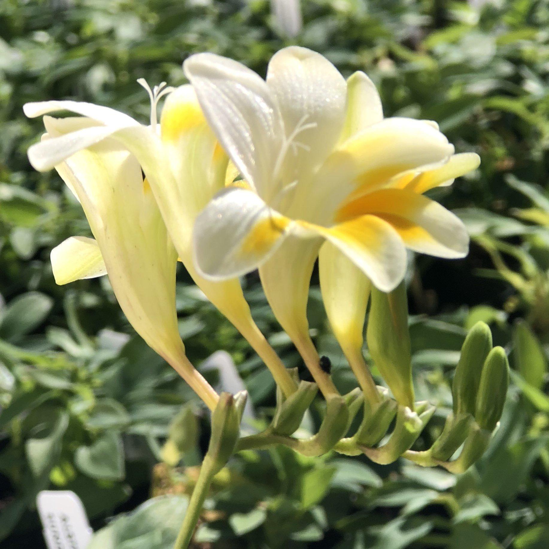 Freesia - Heirloom Antique Alba
