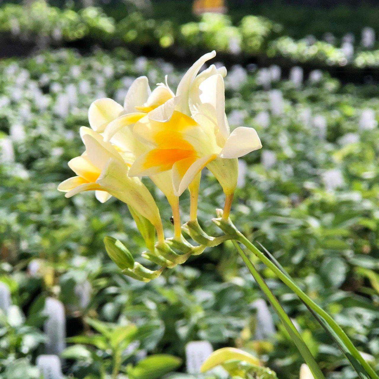 Freesia - Heirloom Antique Alba