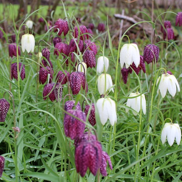 🌸 Fritillaria meleagris Seeds💖