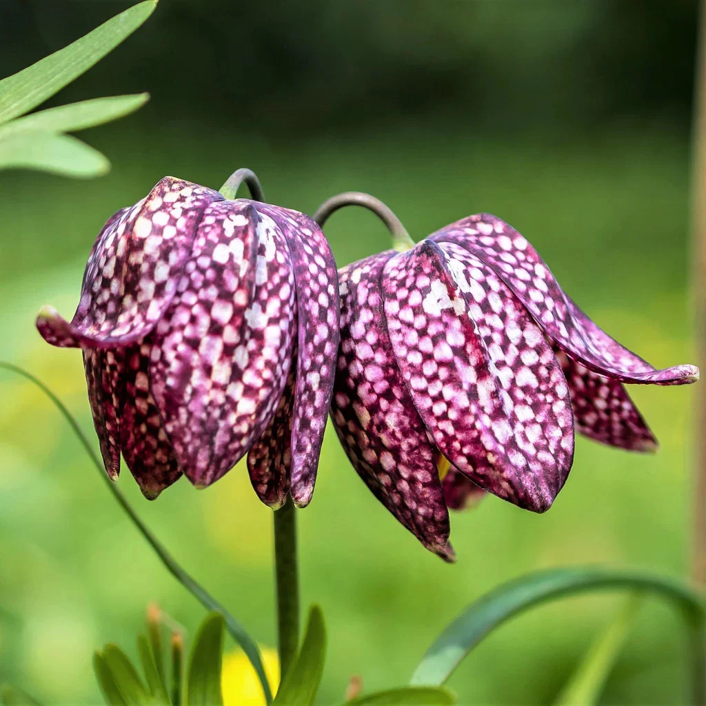 🌸 Fritillaria meleagris Seeds💖