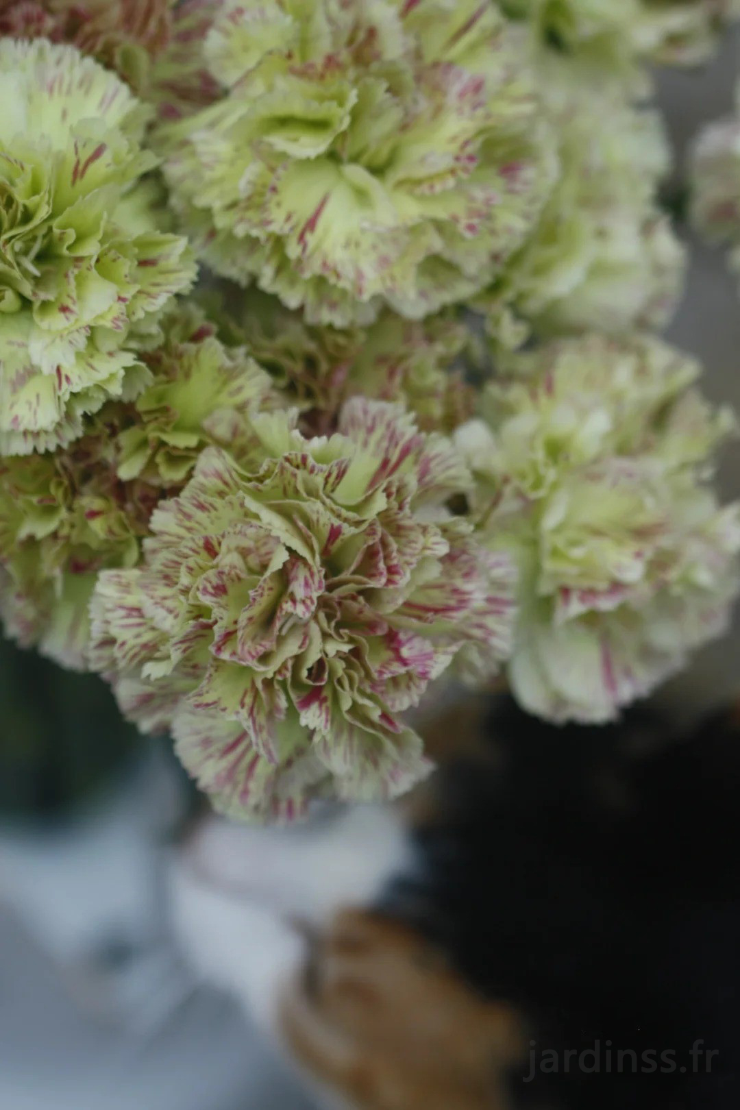 🎁50% de Réduction 🌸Graines D'œillet